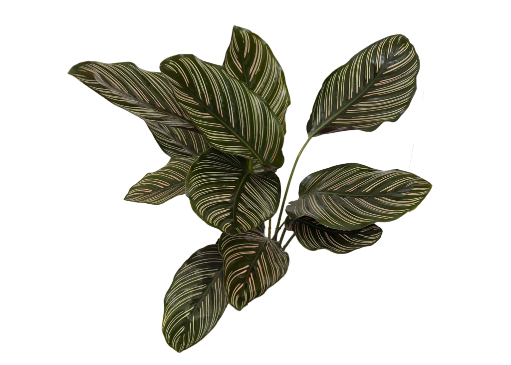 Calathea Ornata